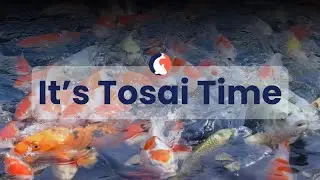 Exclusive Saito Fish Farm Tosai & Marudo Chagoi Release | Japanese Koi For Sale