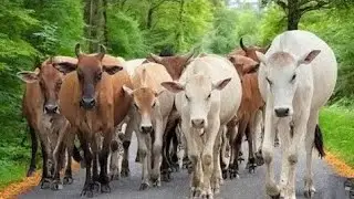 SAPI 🐮‼️🐮 WADIDAU COW CARTOON VIDEO SAPILUCU SAPI LOADING ON TRUCK TOY ANIMALS 