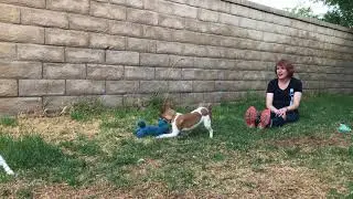 Teeny Tiny Tugs