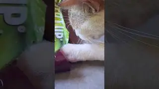 The cute chor 😻 #cat #catlife #catmeow #catshorts #catvideos #indiecat #meowing #catfood #cateatfood