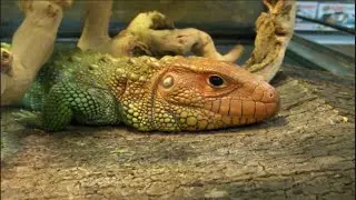 Predators Reptile Center Store Tour - Summer 2016