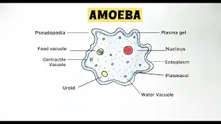 Amoeba drawing easy | how to draw | step by step |tutorial