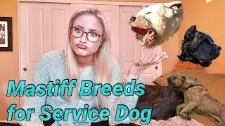Top 3 Mastiff Breeds for Service Dog Work | Molosser Monday #2