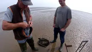 Cockling on Morecambe Bay