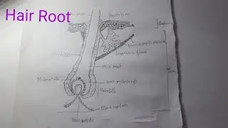 Structure of Hair Root very easy  biology diagram/class 10