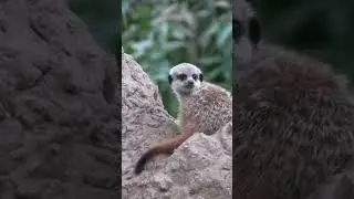 CUTE LITTLE BABY ANIMALS CLOSE UP FOOTAGE #short