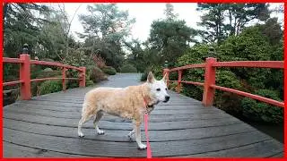 Walking the Kubota Japanese Garden via The Chief Sealth Trail in Seattle Washington