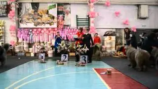 МОНО  АЛЬФА Ангарск 31 01 15 Юниоры суки часть 2