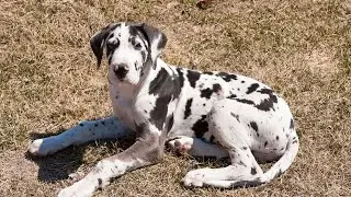Understanding Great Dane Allergies and Sensitivities