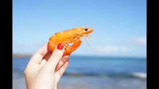 THE FIRST EVER SHRIMP LIVESTREAM