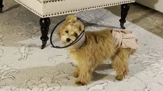 Maltipoo Spay Surgery Recovery Process 
