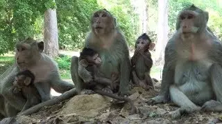 Super cute baby monkey in big family - Amazing newborn baby monkey with fast grow up