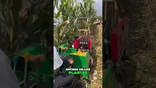 As&iacute; cosechan el ma&iacute;z