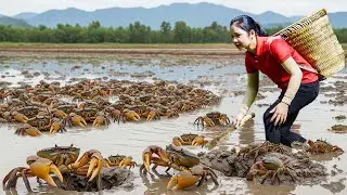 Harvesting A Lot Of Crab, Catfish, Snail in Mud Pond Goes To Market | Ming Daily Life