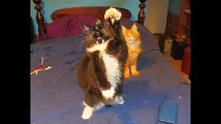 Welcome to Dinner & Treats with the Kitties of the Lair.