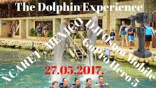 XCARET | The Dolphin Experience | Playa Del Carmen | DJI Osmo Mobile | GoPro Hero 5 | 27.05.2017. |