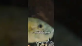 🔥😱CANNIBALISM AND DEATH #wildlife #wildlifefacts #earthscience #wildlifevideo #fypage #fypviral  ￼