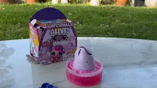 Rare Surprise 😱 HATCHIMALS ALIVE! Toys Colleggtibles Unboxing [asmr] ✨💖🩵💛