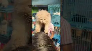 Kolkata pet market Persian cat husky dog Chow Chow puppy #yt #viral #dog #cat #pet #ytshots