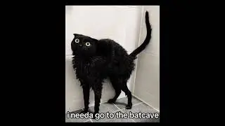 JUSTICE FOR GOTHAM #memes #cat #funny #cute