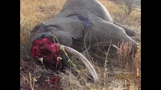 Wildlife Crime / Street Law