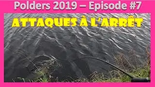 Polders 2019 -  Episode #7 - Sortie avec Alain de la cha&icirc;ne L&F Fishing Company