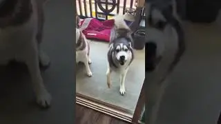 Funny and cute dogs bring joy to people #dog #funny #pets #puppy #dogs #puppies #dogshorts #cutedog
