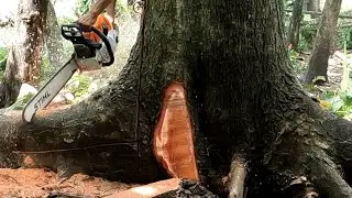 Felling 5 mahogany tree trunk between teak tree plant
