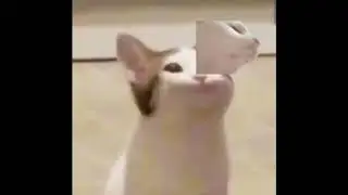Pop cat and vibing cat original meme