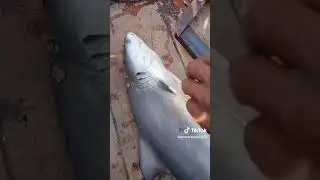fisherman at fishing boat in Pakistan #fishing #fisherman #viralvideo #new #like #food #viralvideo