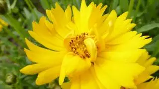 Tickseed flowers - Coreopsis - Baldursgull - Freyjuf&iacute;fill - Skrautf&iacute;flar - Sumarbl&oacute;m