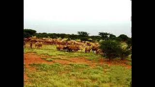 نمة دوبيييت عمر ود الامام 2