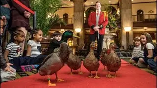 The Peabody Memphis 💚 historic luxury hotel Memphis, Tennessee 🦆 Famous 🦆