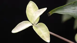 How to Grow Lesser Periwinkle in Water