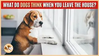 What Do Dogs Think When You Leave the House Do They Miss You | Inside a Dog mind when you leave home