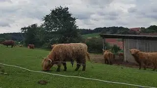 Škotsko a naše.