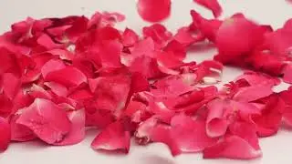 Romantic Rose Petals Falling | Beautiful Slow Motion Footage for Love & Wedding Themes