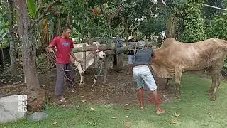 Sapi PO ber-skin simental belajar cikar || Cikar Jember