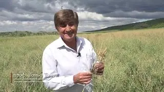 LG video OSR Orobanche BG 2020
