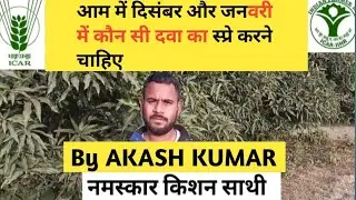 आम में दिसंबर और जनवरी में कौन सी दवा स्प्रे करना चाहिए 