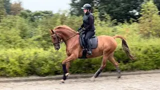 7yr old 148cms Pony 