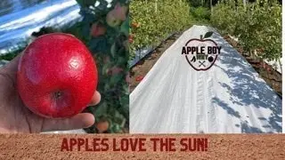 Sun bathing Apples- Reflective fabrics