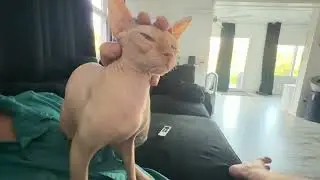 Princess Peach the Sphynx Cat Demanding Pets