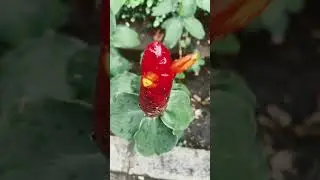 #flower #red #yellow #flowersface