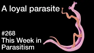 TWiP 268: A loyal parasite