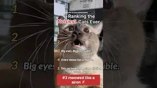 Ranking the Noisiest Cats Ever in America 🇺🇸😼 | Loudest & Funniest Meows Compilation #shorts