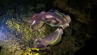 Night Diving With Giant Cuttlefish!