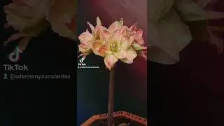 amaryllis exotic nymph #nature #flowers #bloom #flores #amaryllis #blossom #exotic #hippeastrum