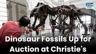 Historic Dinosaur Skeletons Up for Auction at Christie's London | News Today | DRM News | AQ13
