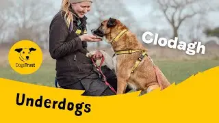 Clodagh - an Underdog Story | Dogs Trust Kenilworth